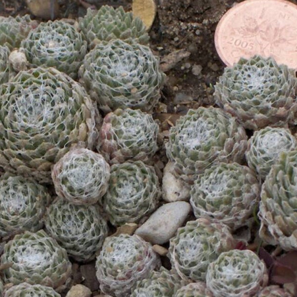 Nahaufnahme von Spinnweb-Hauswurz Pflanzen