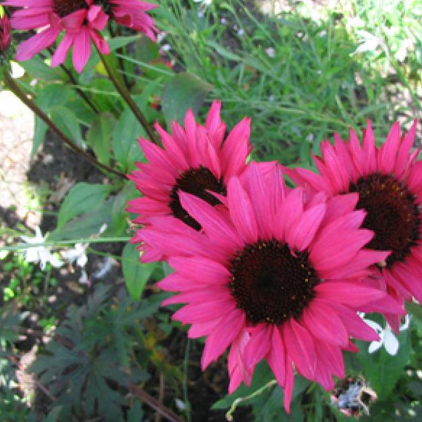 Nahaufnahme von rosa Sonnenhutblüten im Garten.