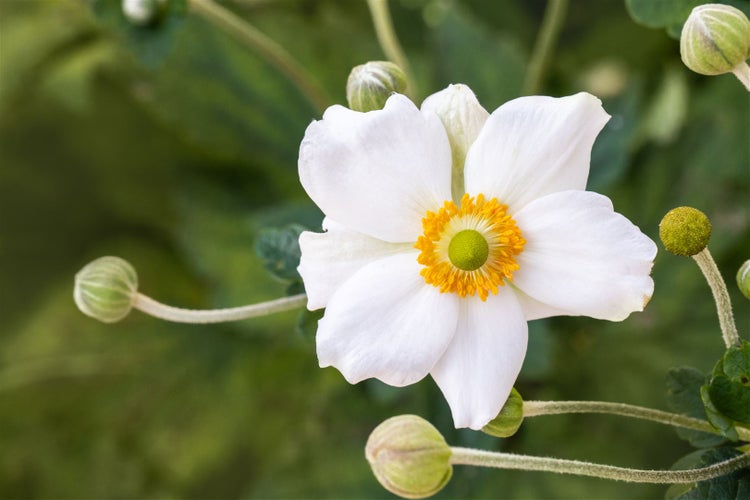Anemone hupehensis 'Honorine Jobert', Herbst-Anemone, weiß, 2 Liter Container