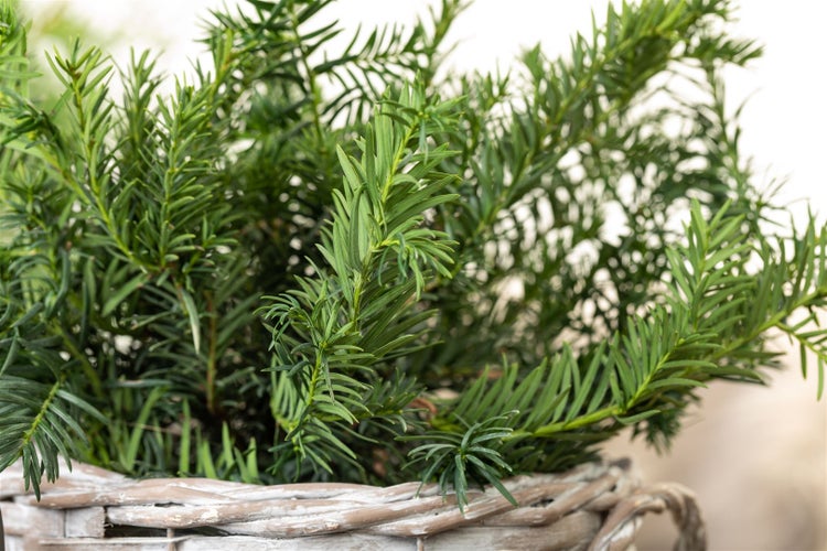 Taxus baccata 'Repandens', Eibe, flachwachsend, 15–20 cm