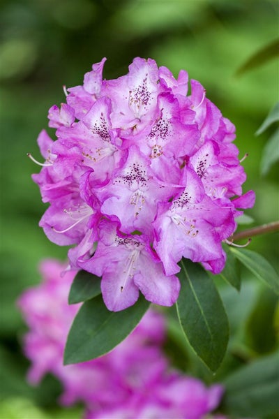 Rhododendron williamsianum 'Andrea', rosa Blüten, 30–40 cm