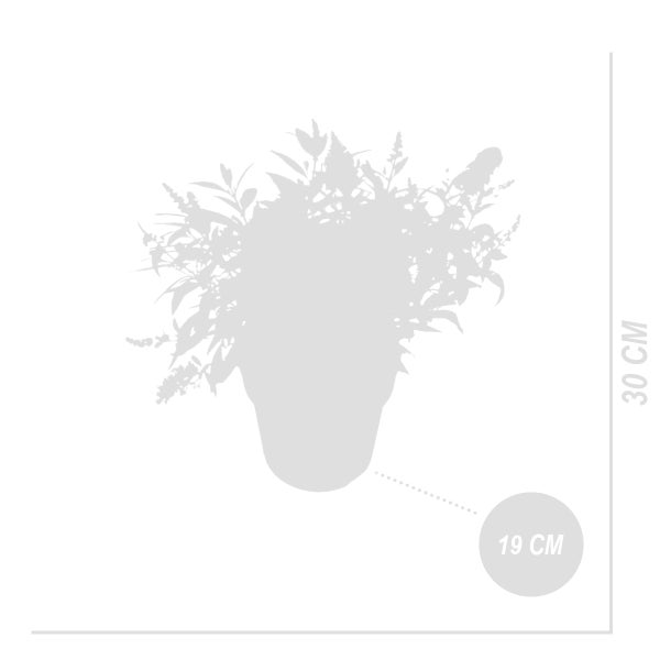 Buddleja mit Blüten in verschiedenen Farben im Garten.