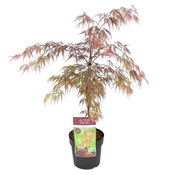 Bloomique - Acer Palmatum Garnet - Japanischer Ahorn - Dunkelrotes Laub - Gartenpflanzen - Winterhart - 50-70 cm Hoch - Topf 19 cm