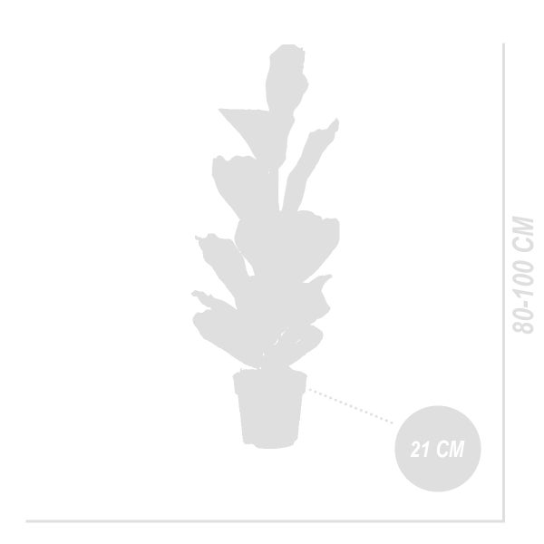 Bloomique - 2er Set - Ficus Lyrata - Geigenfeige - Zimmerpflanzen Groß - Pflegeleicht - Luftreinigend - Höhe 80-100 cm - Topf 21 cm