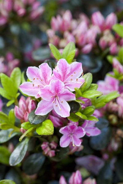 Rhododendron obtusum 'Rokoko', Azalee, rosa Blüten, 25–30 cm