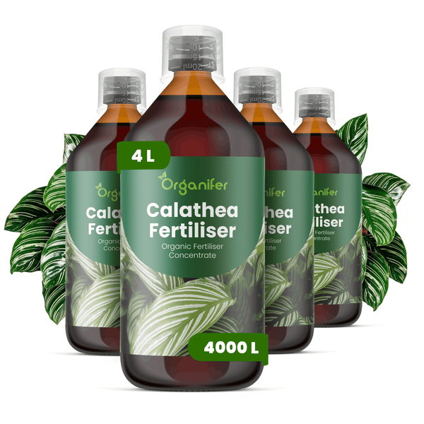 Vier Flaschen Organifer Calathea Dünger, organisches Flüssigdünger Konzentrat für Zimmerpflanzen, insgesamt 4 Liter.