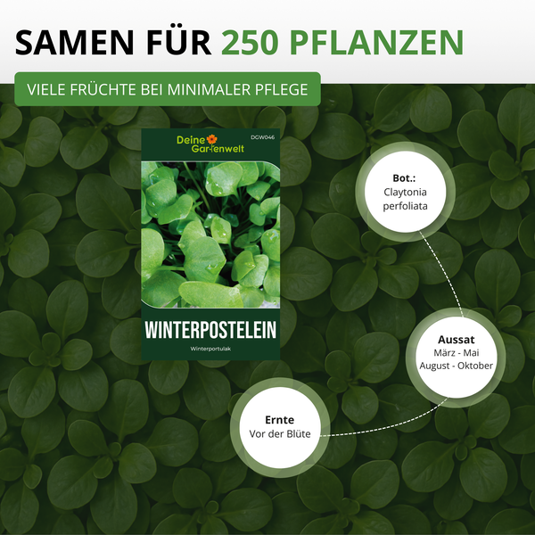 Samen für 250 Pflanzen Winterpostelein von Deine Gartenwelt. Aussaat von März bis Mai und August bis Oktober, Ernte vor der Blüte.