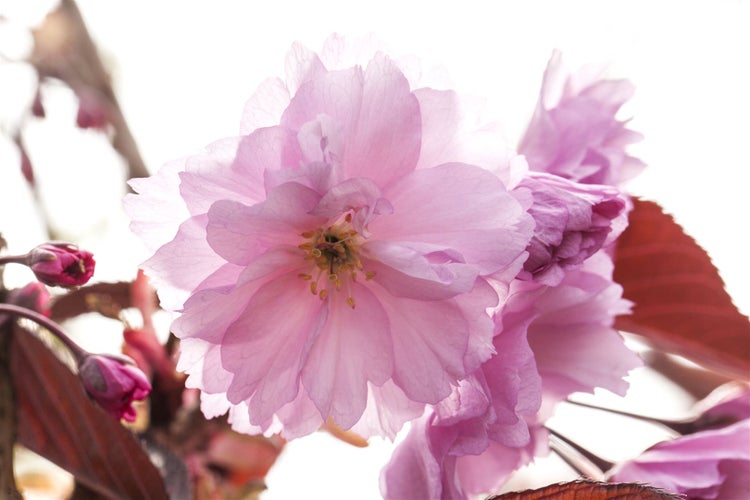 Prunus serrulata 'Royal Burgundy', Zierkirsche, dunkelrosa, 40–60 cm