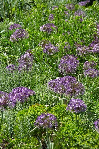 Allium christophii, Sternkugel-Lauch, silbrig-violett, ca. 11x11 cm Topf