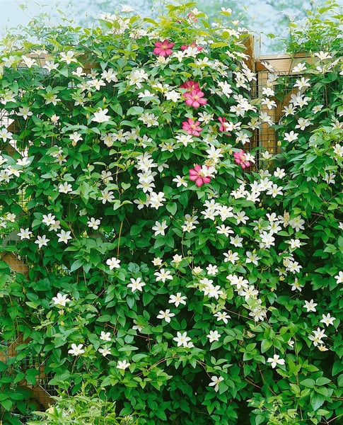 Clematis viticella 'Huldine', Waldrebe, weiß, 100–150 cm