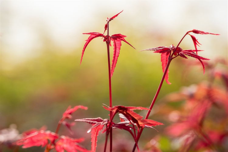 Rote Ahornblätter im Detail