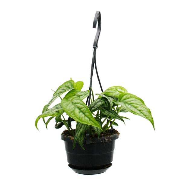 Pflegeleichte Mini-Ampelpflanzen in der 12cm Ampel - Monstera siltepecana - Silbernes Fensterblatt