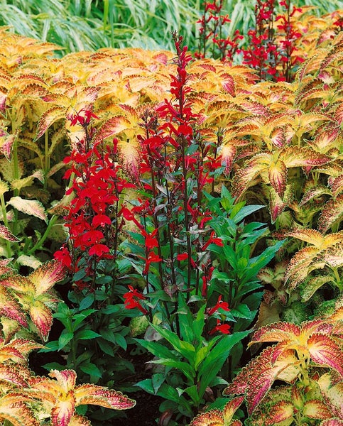 Lobelia x speciosa 'Fan-Scharlach', scharlachrot, ca. 9x9 cm Topf