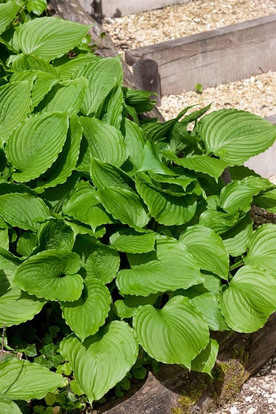 Hosta ventricosa, Herzblattlilie, ca. 9x9 cm Topf, dekoratives Laub