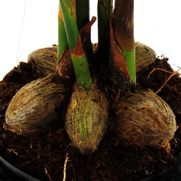 Betelnusspalme - Areca catechu - Zimmerpalme - Betelpalme - 12cm Topf
