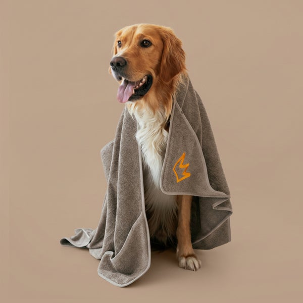 Golden Retriever mit grauen Hundehandtuch