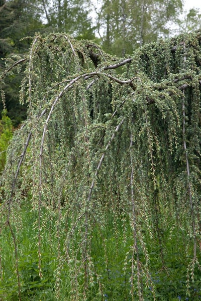 Cedrus libani 'Glauca Pendula', Libanon-Zeder, blaugrün, 150–175 cm