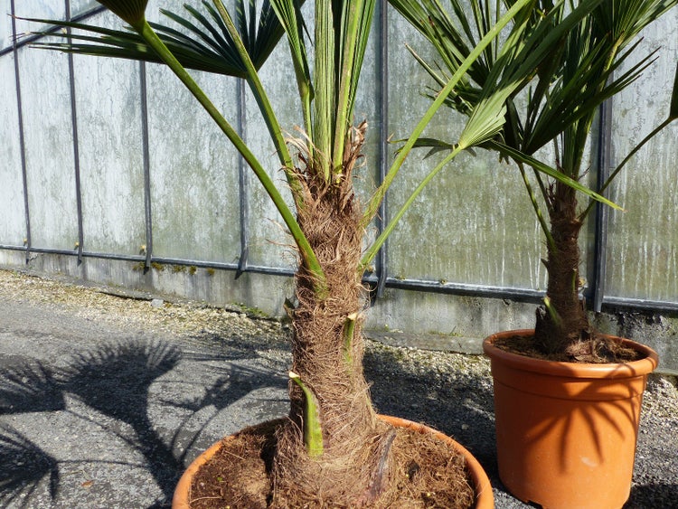 Hanfpalme Trachycarpus fortunei mit faserigem Stamm und fächerförmigen Blättern im Pflanztopf.