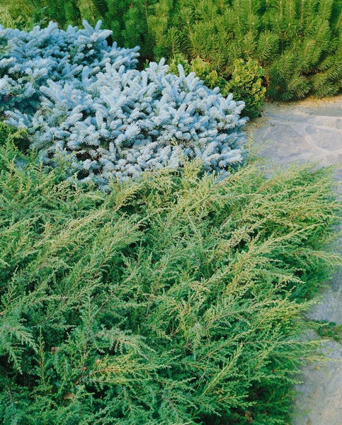 Nahaufnahme von Ziersträuchern im Garten