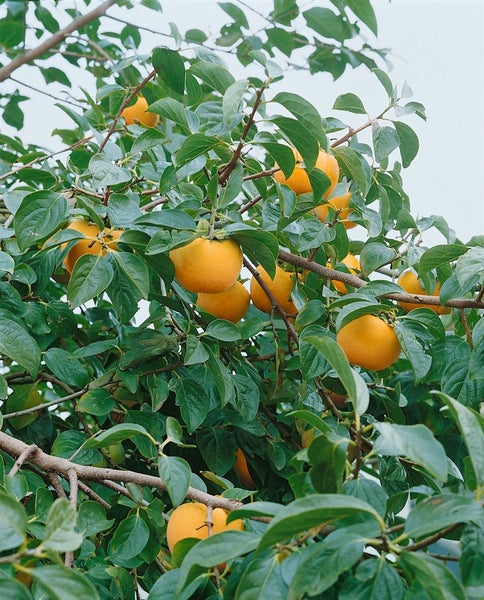 Diospyros kaki 'Vaniglia', Kaki Kakipflaume, 125–150 cm