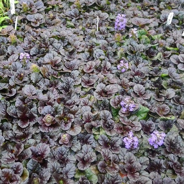 Beet mit kriechendem Günsel und violetten Blüten