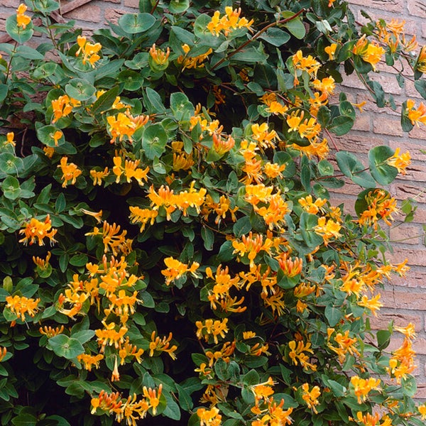 Bloomique - Lonicera Tellmanniana - Strauchgeißblatt - Orange - Kletterpflanzen - Gartenpflanzen - Winterhart - Topf 15 cm - 70-80 cm hoch