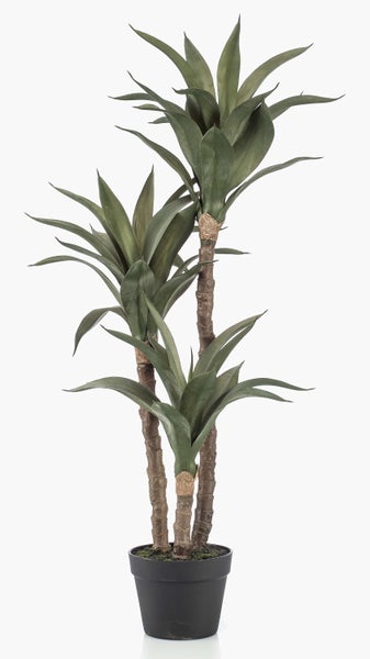Agave mit spitzen, grünen Blättern