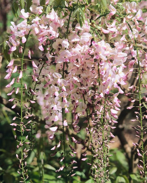 Blühende Glyzinienpflanze im Garten