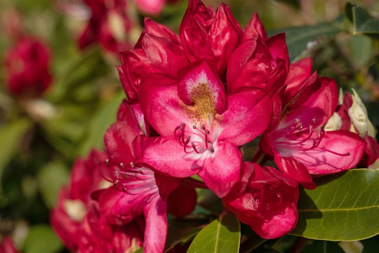 Rhododendron Hybr. 'Junifeuer', leuchtend rot, 30–40 cm