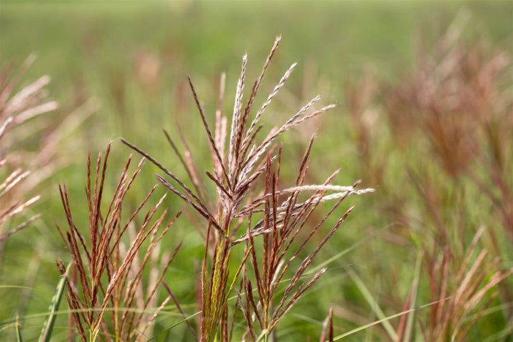 Ziergras im Garten