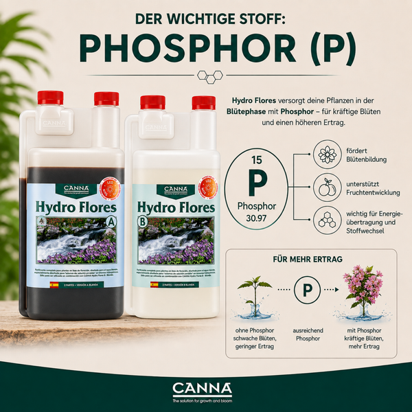 Infografik zum Canna Hydro Flores Phosphor Dünger für die Blütenphase mit Produktabbildung und Wirkungsweise für kräftige Blüten und hohen Ertrag.