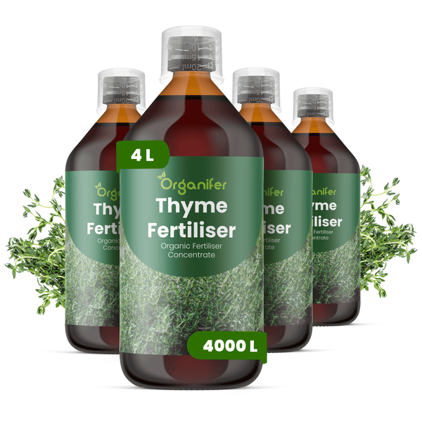 Vier Flaschen Organifer Thymian-Dünger, organisches Düngerkonzentrat, 4 Liter, für 4000 Liter Flüssigdünger.