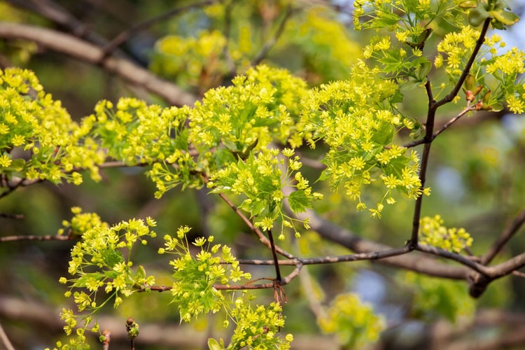 Acer campestre, Feldahorn, 60–100 cm
