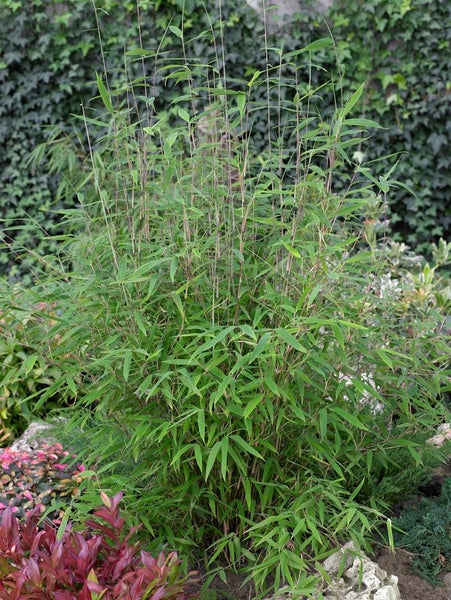 Fargesia nitida 'Great Wall', Bambus, 40–60 cm, winterhart