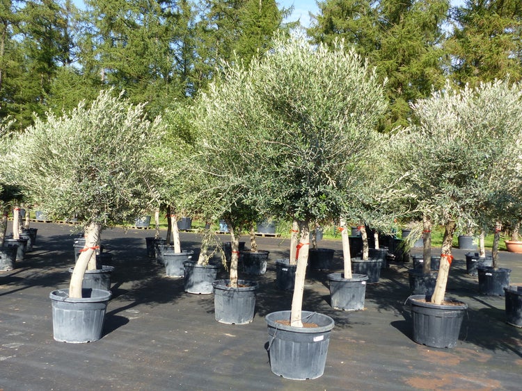 2er Set Olivenbaum im 90L Topf, 190 - 200 cm knorrige urige Olive, winterhart, Olea Europaea