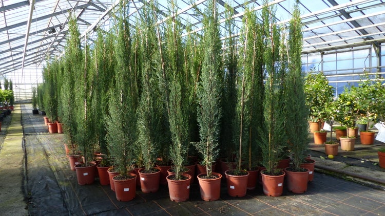 Elektro-Poliermaschine mit Bügelgriff und Seitenhandgriff, inklusive Polierteller, Lammfell-Aufsatz und Zubehör.