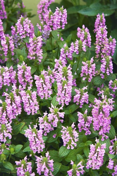 Nepeta nervosa, Katzenminze, blauviolett, ca. 9x9 cm Topf