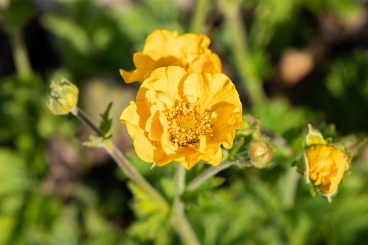 Geum chiloense 'Goldball', Nelkenwurz, leuchtend gelb, ca. 9x9 cm Topf