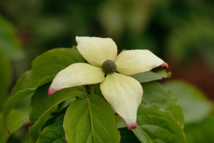 Blüte des Blumen-Hartriegels mit vier Blütenblättern und grünen Blättern