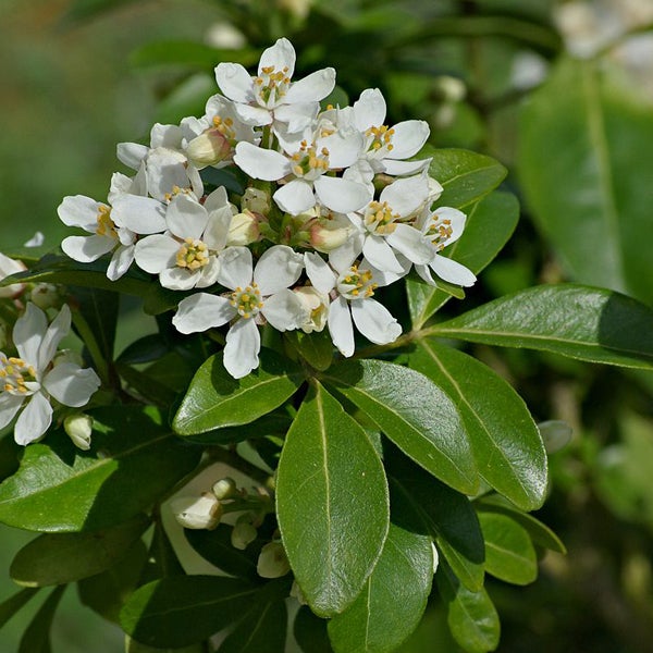 Blütenstand einer Orangenblume mit Blättern