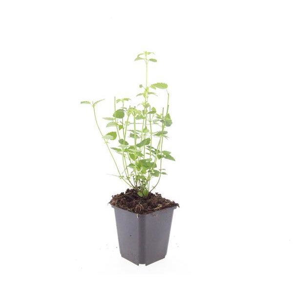 Zierstaude - Duftnessel - Agastache rugosa 'Black Adder' - 9cm Topf - Set mit 6 Pflanzen