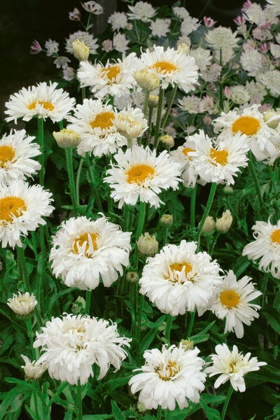 Leucanthemum x superbum 'Snehurka', Margerite, weiß, ca. 9x9 cm Topf