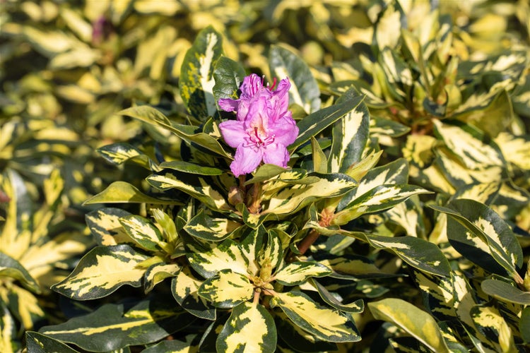 Rhododendron Hybr. 'Blattgold', Rhododendron, gelbgrün, 30–40 cm