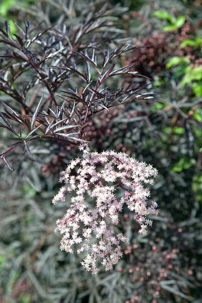 Sambucus nigra 'Black Lace', Schwarzer Holunder, dunkelrot, 40–60 cm