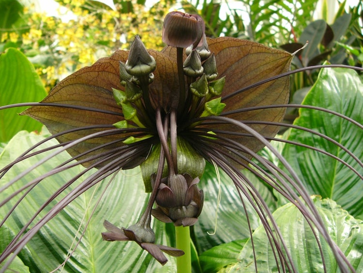 SAFLAX Garden to go - Fledermausblume - Tacca chantrieri - 10 Samen - Mit Topf, Klima - Deckel und Anzuchtsubstrat