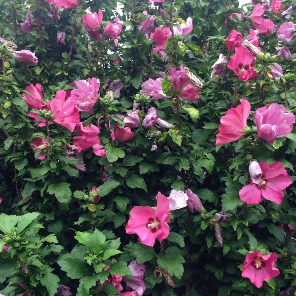 Hibiskusstrauch mit pinkfarbenen Blüten