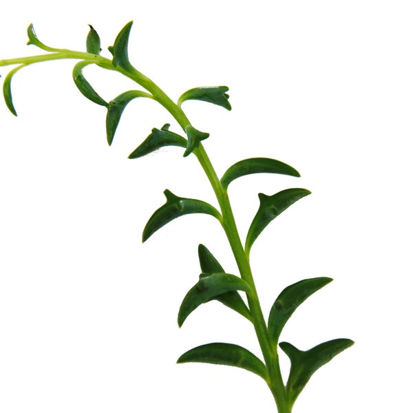 Senecio peregrinus Delphin-Pflanze Delfinhalskette sukkulente Ampelpflanze 14cm Ampel hängend