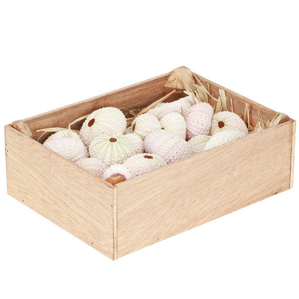 Natürliche Seeigelgehäuse in einer Holzkiste zur Dekoration.