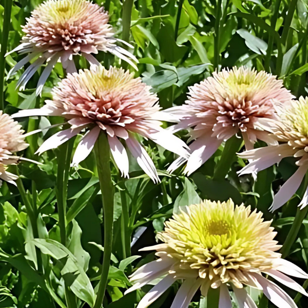 Nahaufnahme von blassrosa Echinacea Blumen im Garten.