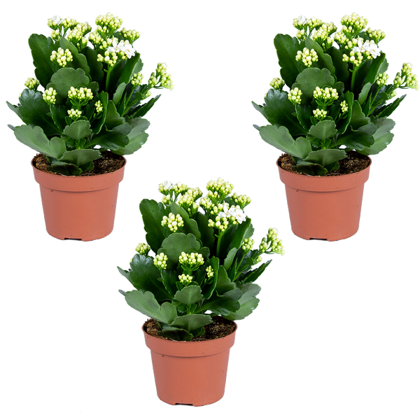 Drei Kalanchoe Pflanzen mit weißen Blütenknospen in braunen Kulturtöpfen.